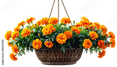 A vibrant hanging basket overflowing with bright orange marigold flowers and lush greenery