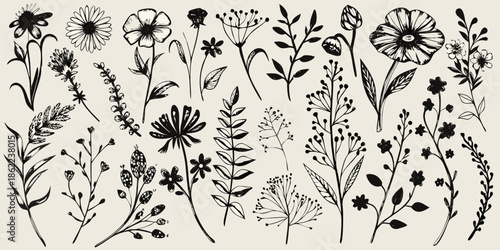 A delicate collection of vintage botanical floral illustrations in black and white