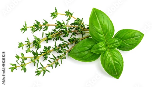Fresh Thyme and Basil - Aromatic Herbs for Culinary Delights.
