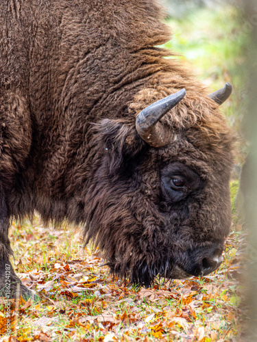 Adult European bison eating in Bialowieza National Park in Poland