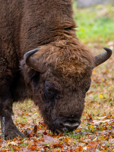 Adult European bison eating in Bialowieza National Park in Poland