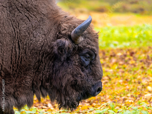 Head of adult European Bison in Bialowieza National Park in Poland
