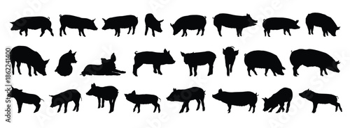 pig and piglet silhouette set. pig and piglet isolated farm animal silhouette icon vector collection