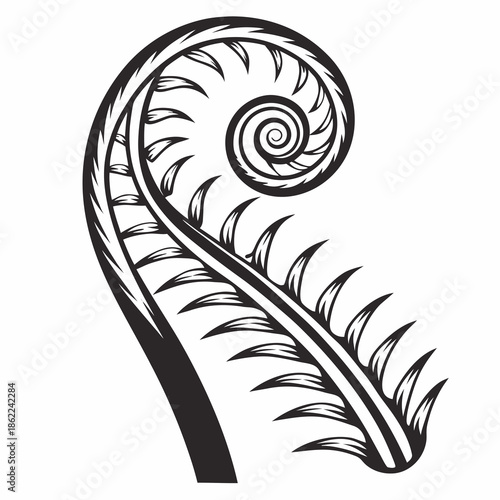 Black and white drawing shows a young fern frond beginning to uncoil with sharp emerging leaflets against a plain background.