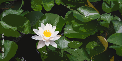A pristine white water lily blooms amidst lush green lily pads