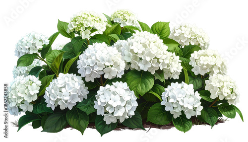 Lush flowering hydrangea bush with abundant, bright white blooms and deep green leaves