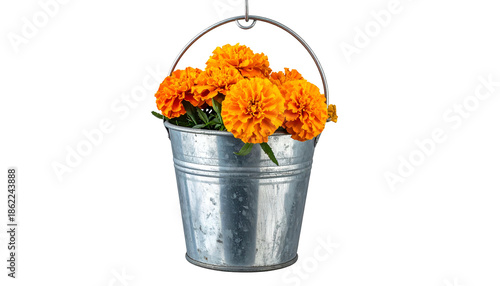 A galvanized bucket overflows with vibrant orange marigold blooms against a black backdrop