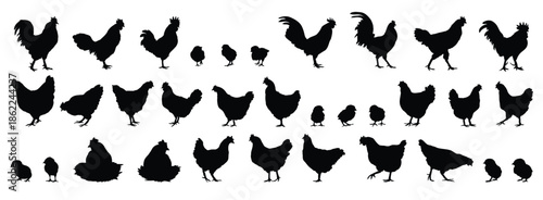 hen or chicken, rooster and chicks silhouette set. hen, rooster and chicks isolated farm animal silhouette icon vector collection