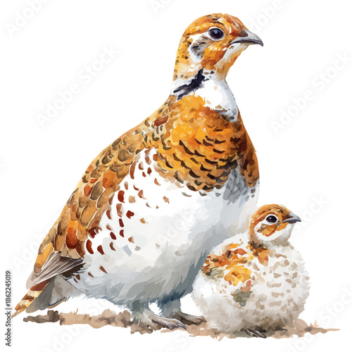 Fotografija Ptarmigan With Its Baby in watercolor style, vector illustration, isolated on white background