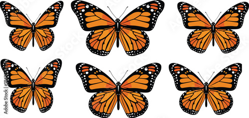 Five Orange and Black Butterflies with White Spots on White Background butterfly