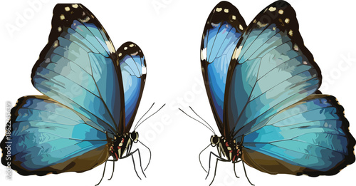 Two Blue Morpho Butterflies with Detailed Wings and Long Legs butterfly blue morpho butterfly
