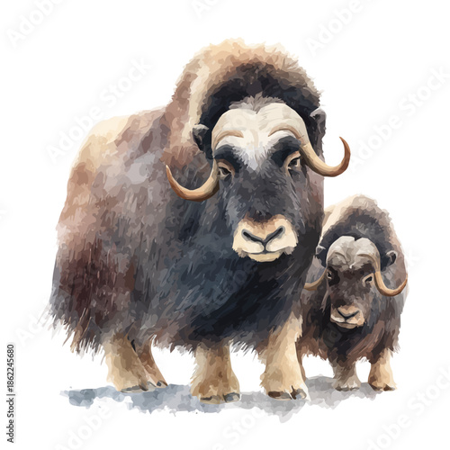 Watercolor painting of Musk Ox With Its Baby, vector illustration, isolated on white background.