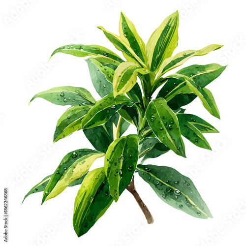 Watercolor vector illustration of Song Of India Dracaena, isolated on white background.
