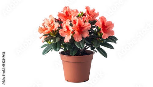 Wallpaper Mural Potted vibrant coral-pink rhododendron with green leaves on a black background Torontodigital.ca