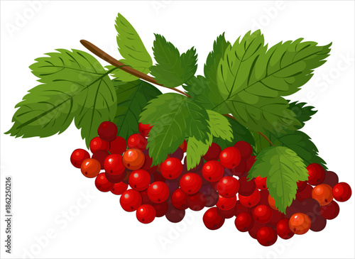 Vector illustration of viburnum branch with red berries and green leaves, isolated on white background. Botanical, natural, folk plant symbol