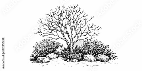 A bare tree with sprawling branches stands amongst shrubs and rocky ground