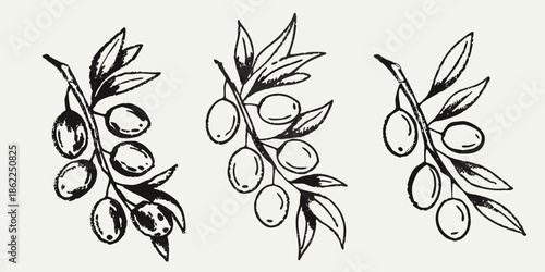 A delicate botanical illustration of olive branches with ripe olives