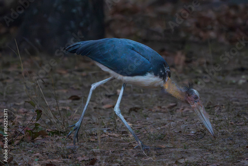 Lesser adjutant stork (Leptoptilos javanicus)