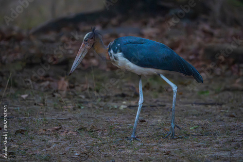 Lesser adjutant stork (Leptoptilos javanicus)