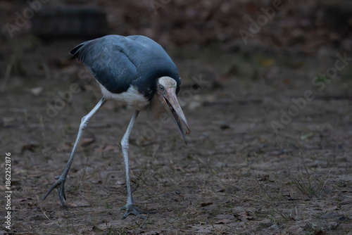 Lesser adjutant stork (Leptoptilos javanicus)