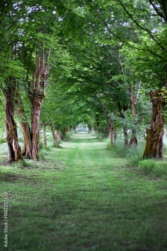 Grass path on a country property