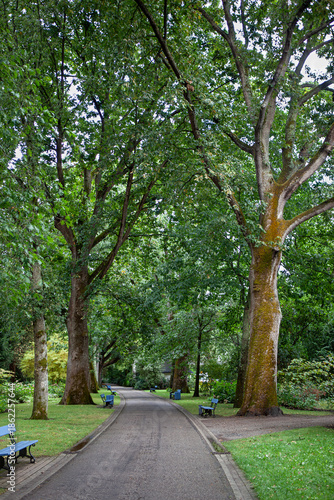 Majestic oak trees in a garden in the city of Angers, France