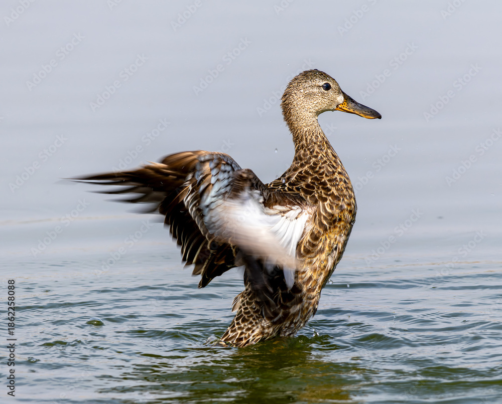 Fototapeta premium duck on the water