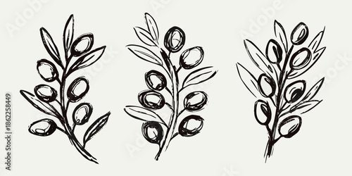 Hand drawn olive branches with detailed fruit and delicate leaves illustration