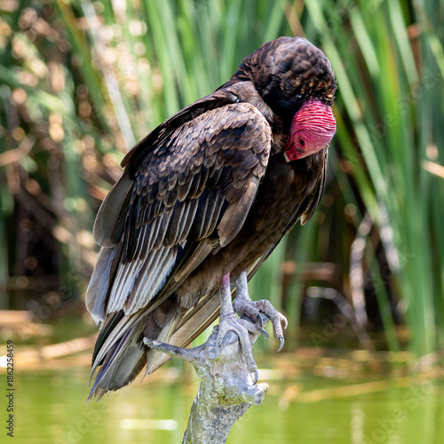 red winged blackbird