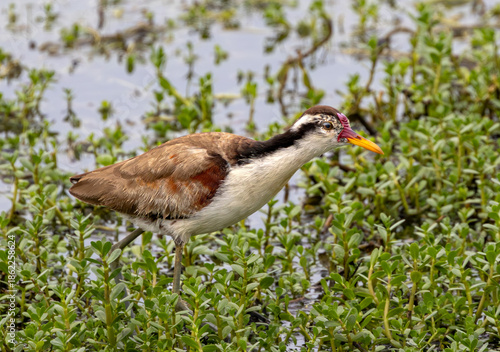 wild duck in the grass