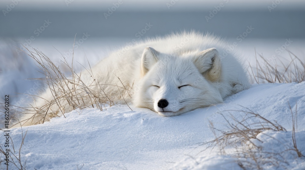 Obraz premium A fluffy white Arctic fox lies comfortably on a blanket of snow, eyes closed, enjoying the calm of a chilly winter day in its natural habitat.