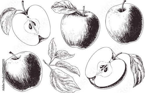 Detailed black and botanical line of apples and leaves