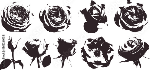 Monochrome roses in various stages of bloom