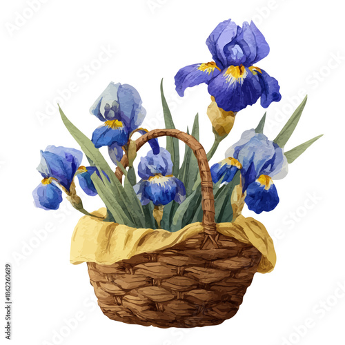 Watercolor-style vector illustration of Iris Basket, isolated on a clean white background.
