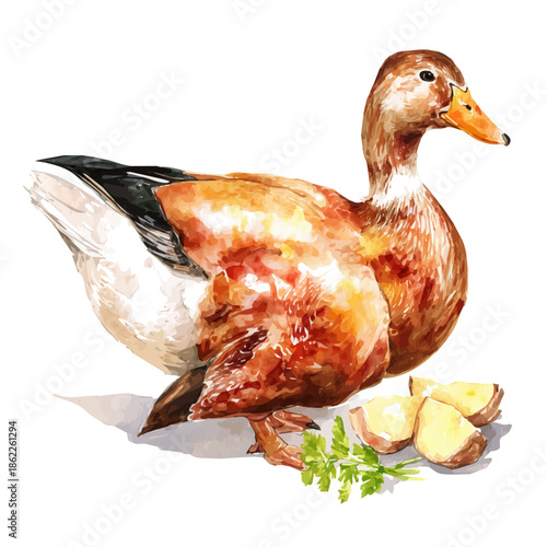 Watercolor vector illustration of Peking Duck, isolated on white background.