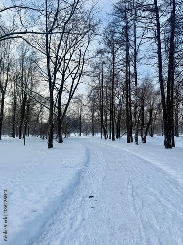 white snowy winter park with trees, buches, iced pond