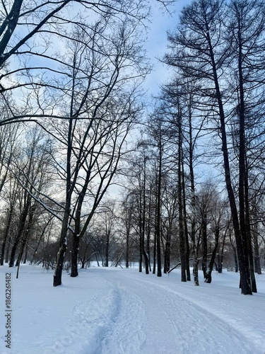 white snowy winter park with trees, buches, iced pond