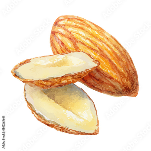 Watercolor illustration of Almond Slices, vector artwork, isolated on white background.