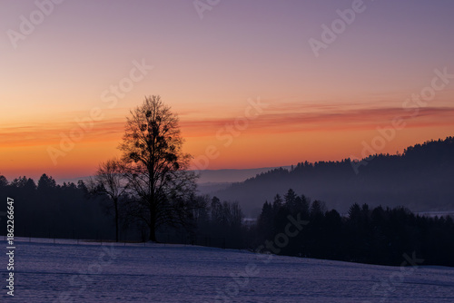 A snow-covered landscape with a single very tall tree in the early morning, just before sunrise.
