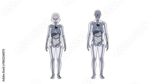 Detailed anatomical illustration depicts two translucent humanoid figures showcasing internal organs and skeletal structures with medical precision