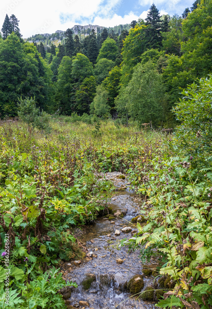 Obraz premium the sources of a mountain river high in the mountains on alpine meadows during the melting of snow, morning in nature
