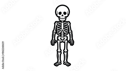 A simple black and white illustration depicts a complete human skeleton facing forward with clearly defined bones and joints overall