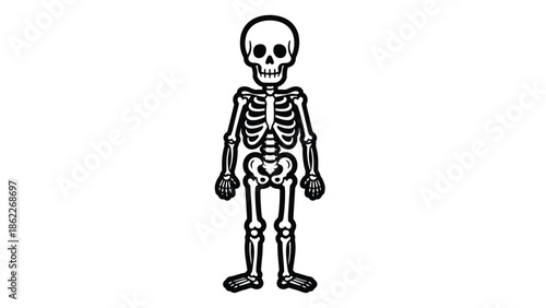 A simple black and white illustration of a complete human skeleton showcasing the bones and structure of the body