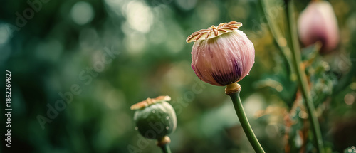 AI generator images of  flowers in the picture are poppies, possibly of the species Papaver somniferum, also known as opium poppies. Opium is a highly narcotic plant and its cultivation is prohibited 