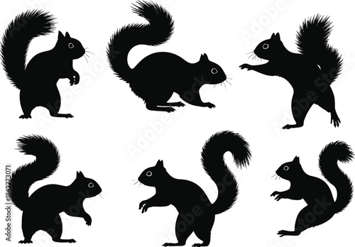 Squirrel silhouette poses collection, wild forest rodent movements and standing actions, cute animal shapes, black squirrel vector illustration set