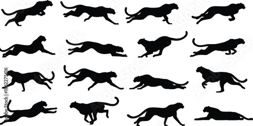 Running cheetah silhouette poses set, fast wild big cat motion, leopard sprint action, animal shadow collection, black vector illustration