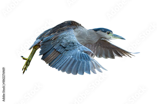 Billede på lærred Black-Crowned Night Heron (Nycticorax nycticorax) Photo, in Flight on a Transpar