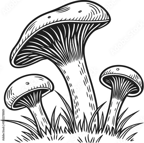 Mushroom, fungus, nature, food, forest, sketch, drawing, vegetable, botanical, organic, edible, vintage, grass, autumn, art