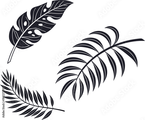 Leaf, tropical, palm, summer, monstera, nature, jungle, foliage, plant, silhouette, botanical, exotic, beach, floral, decoration