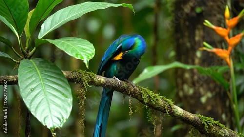 Beautiful colorful bird perched on a mossy branch in rainforest